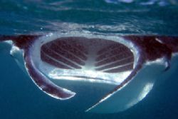 open mouth manta by Guja Tione 
